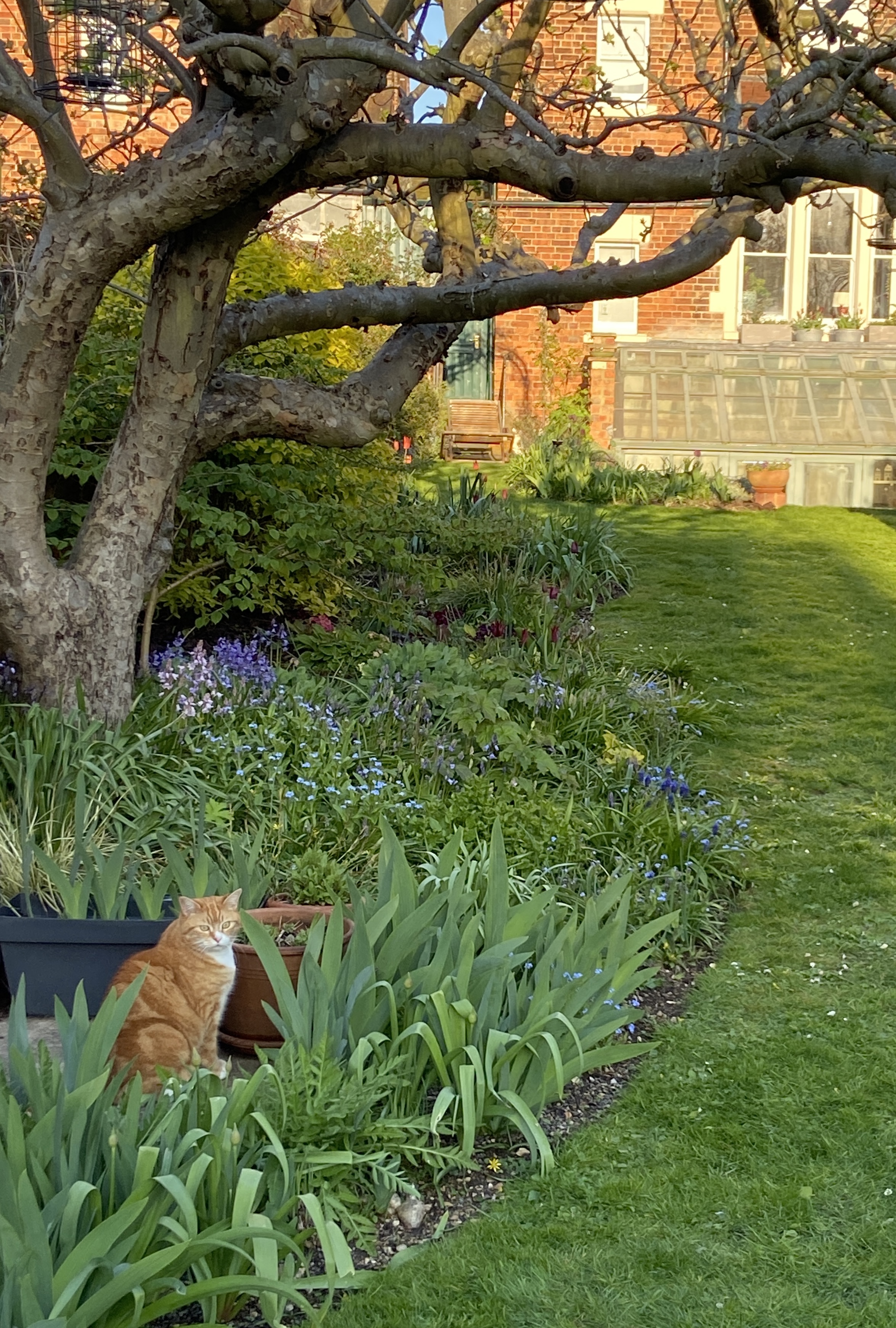 Lush garden border with flowers and established tree